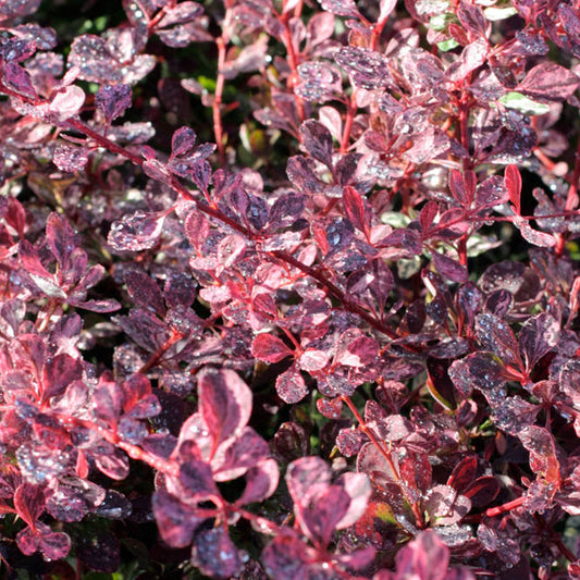Berberis Pink Queen