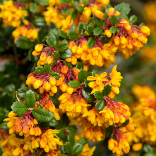 Berberis Nana