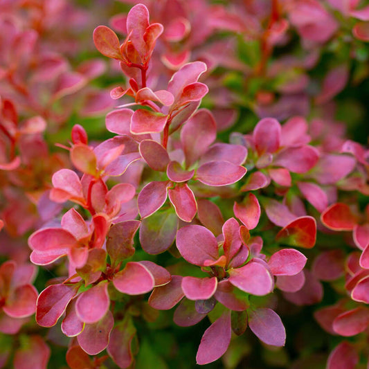 Berberis thunbergii Bare Root Hedge