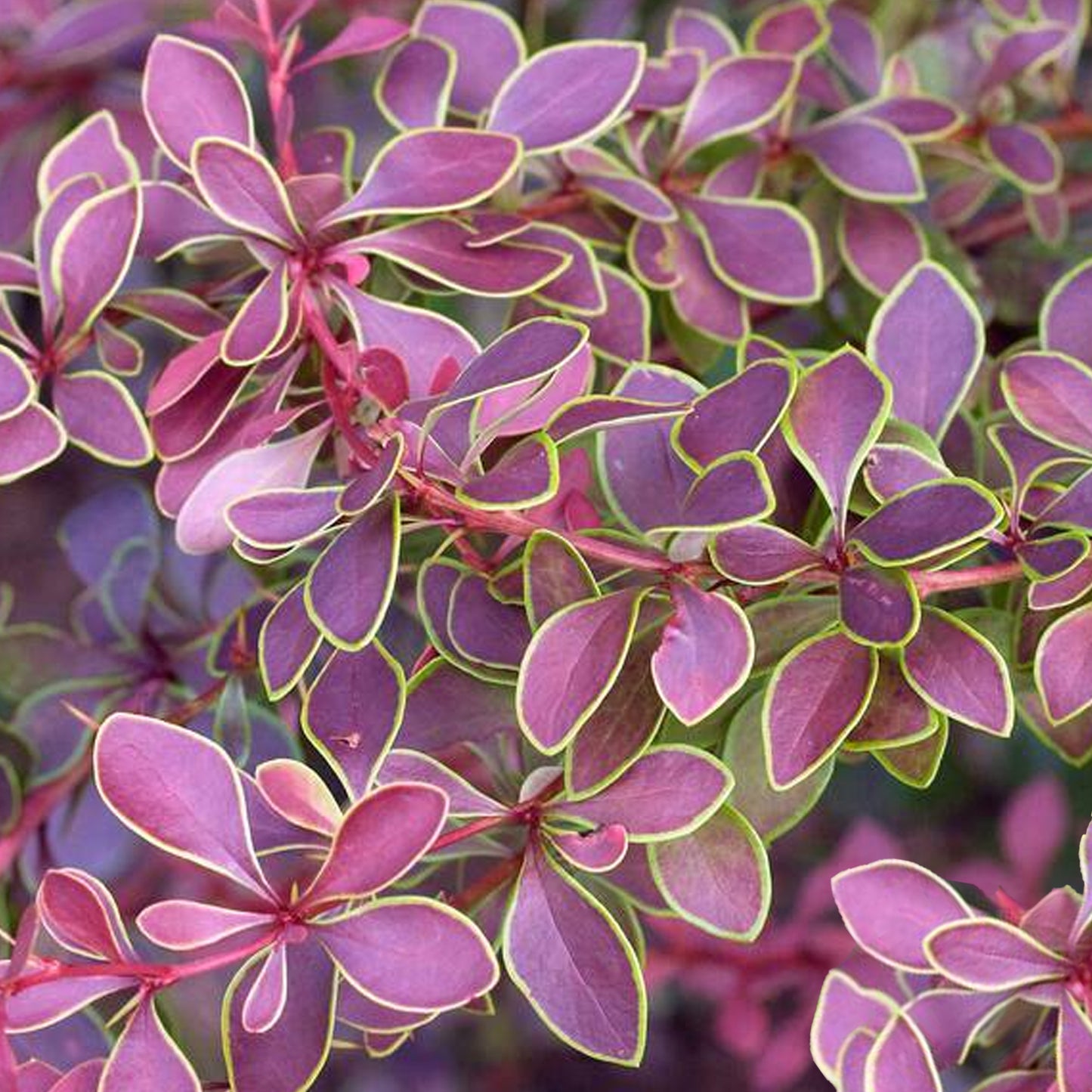 Berberis Golden Ring