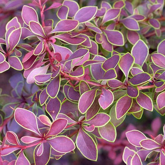 Berberis Golden Ring