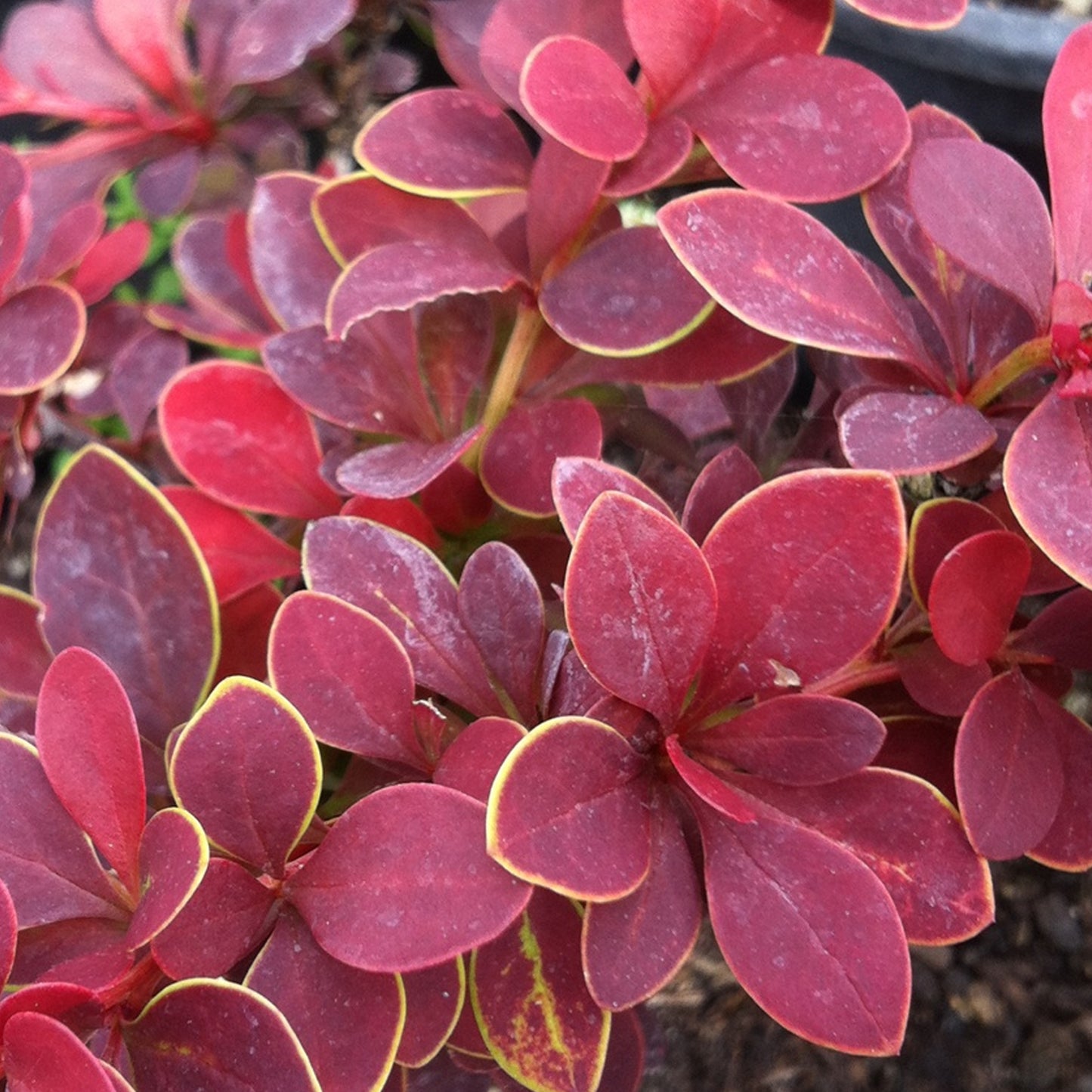 Berberis Golden Ring