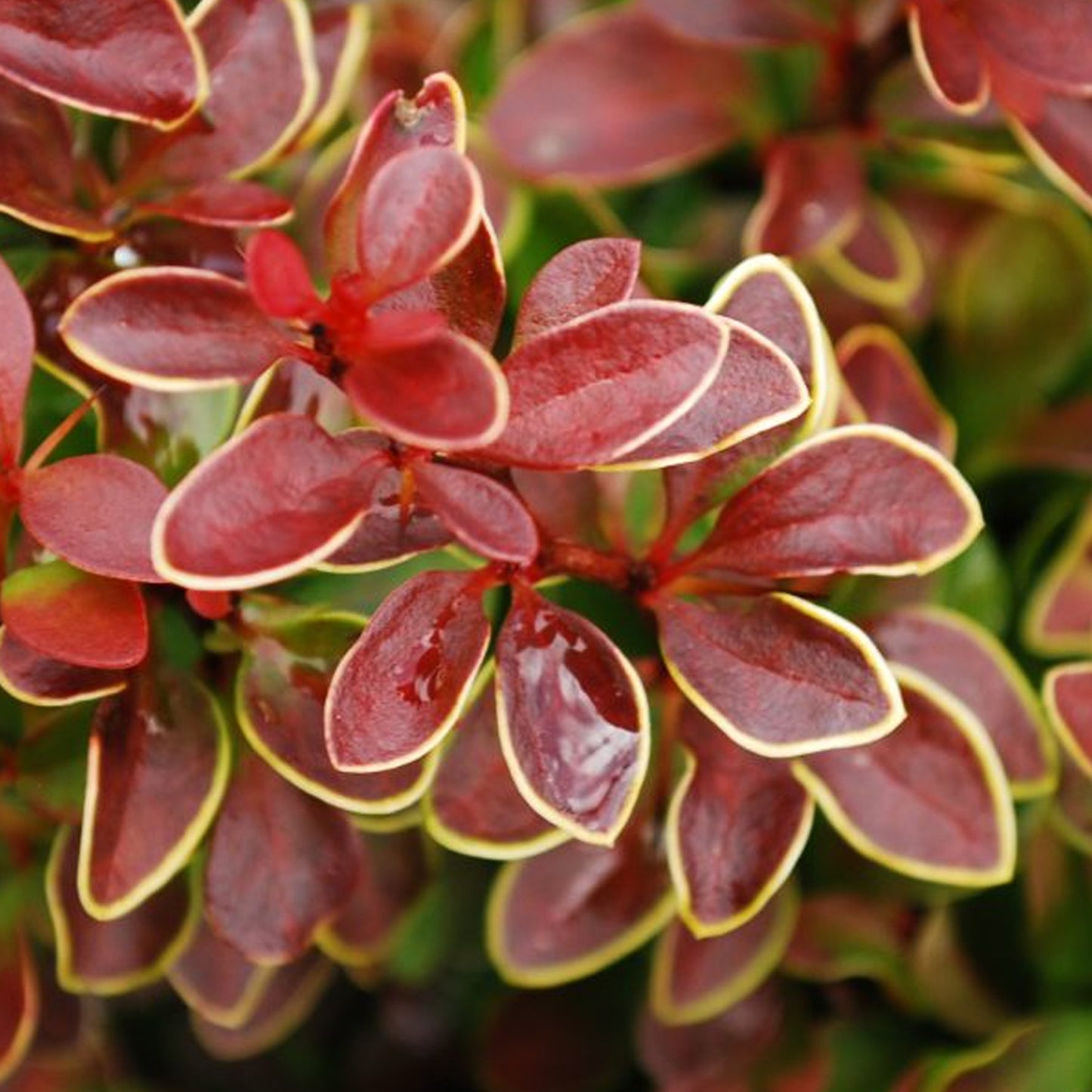 Berberis Golden Ring