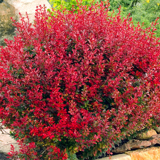 Berberis Lutin Rouge