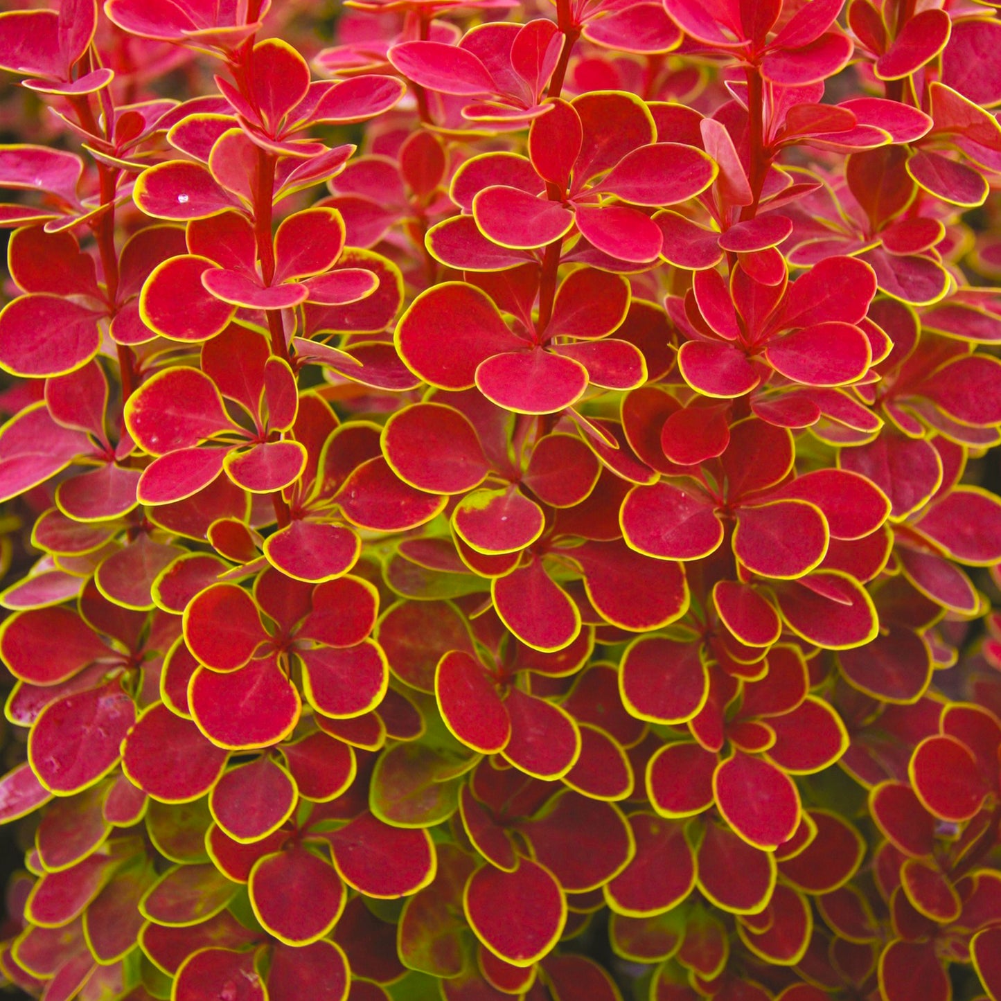 Berberis Orange Sunrise