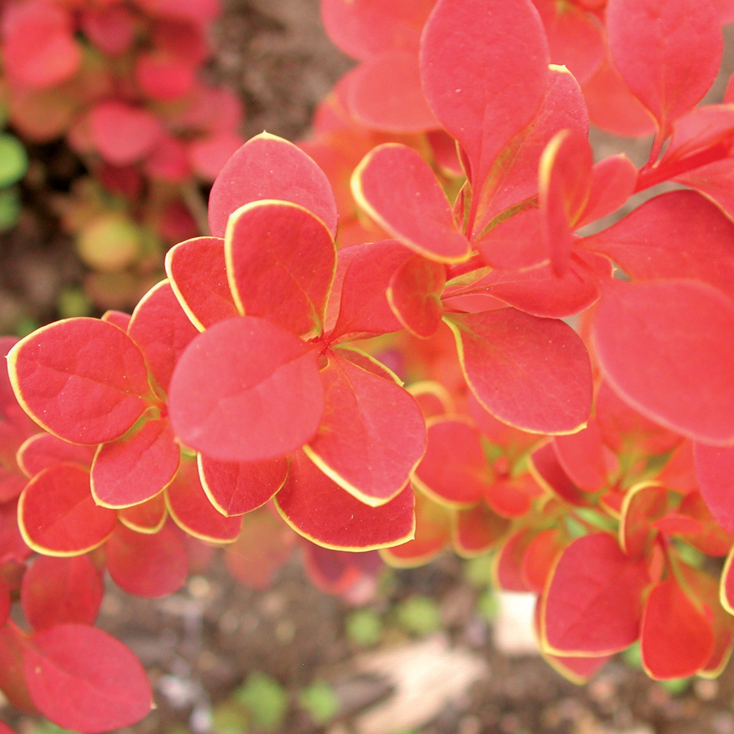 Berberis Orange Sunrise