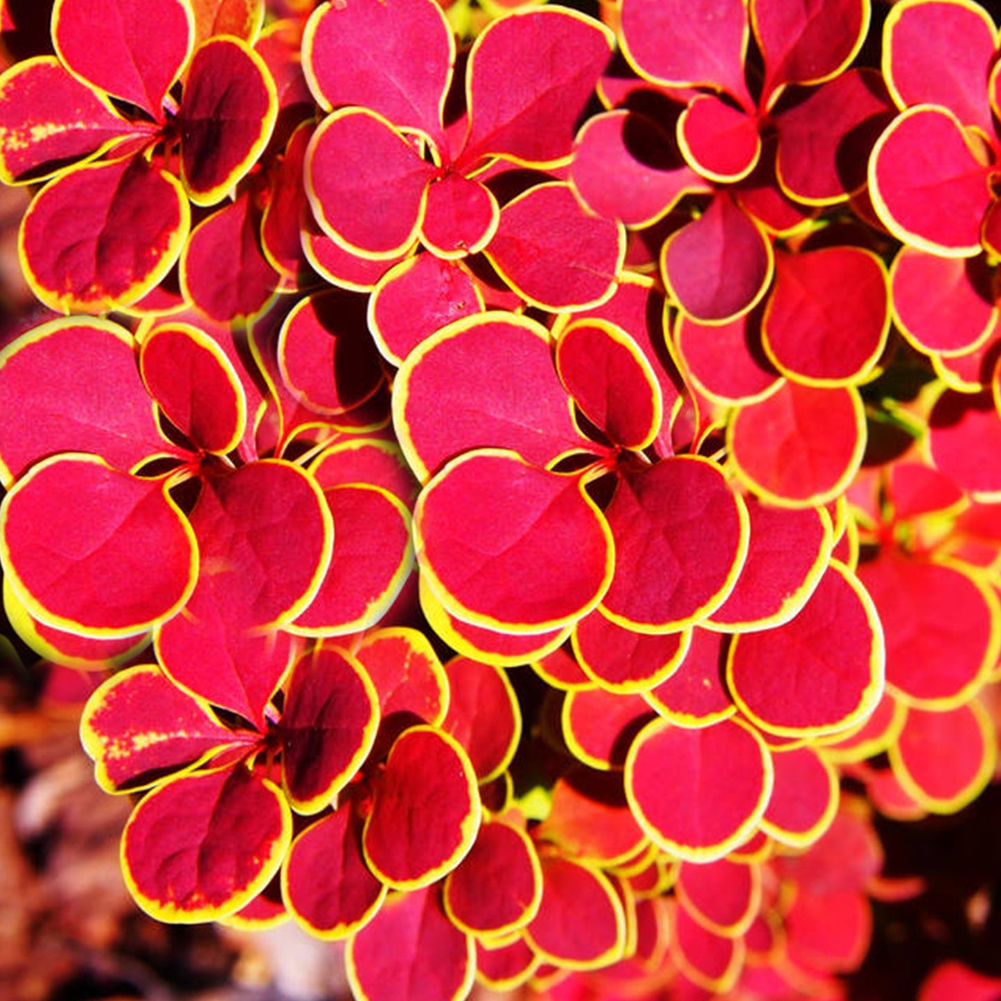 Berberis Orange Sunrise