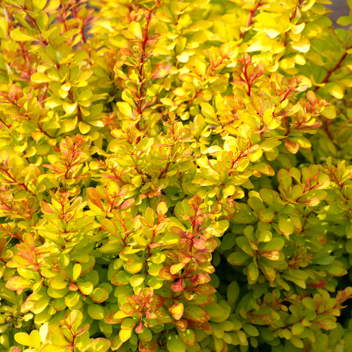 Berberis Diabolicum