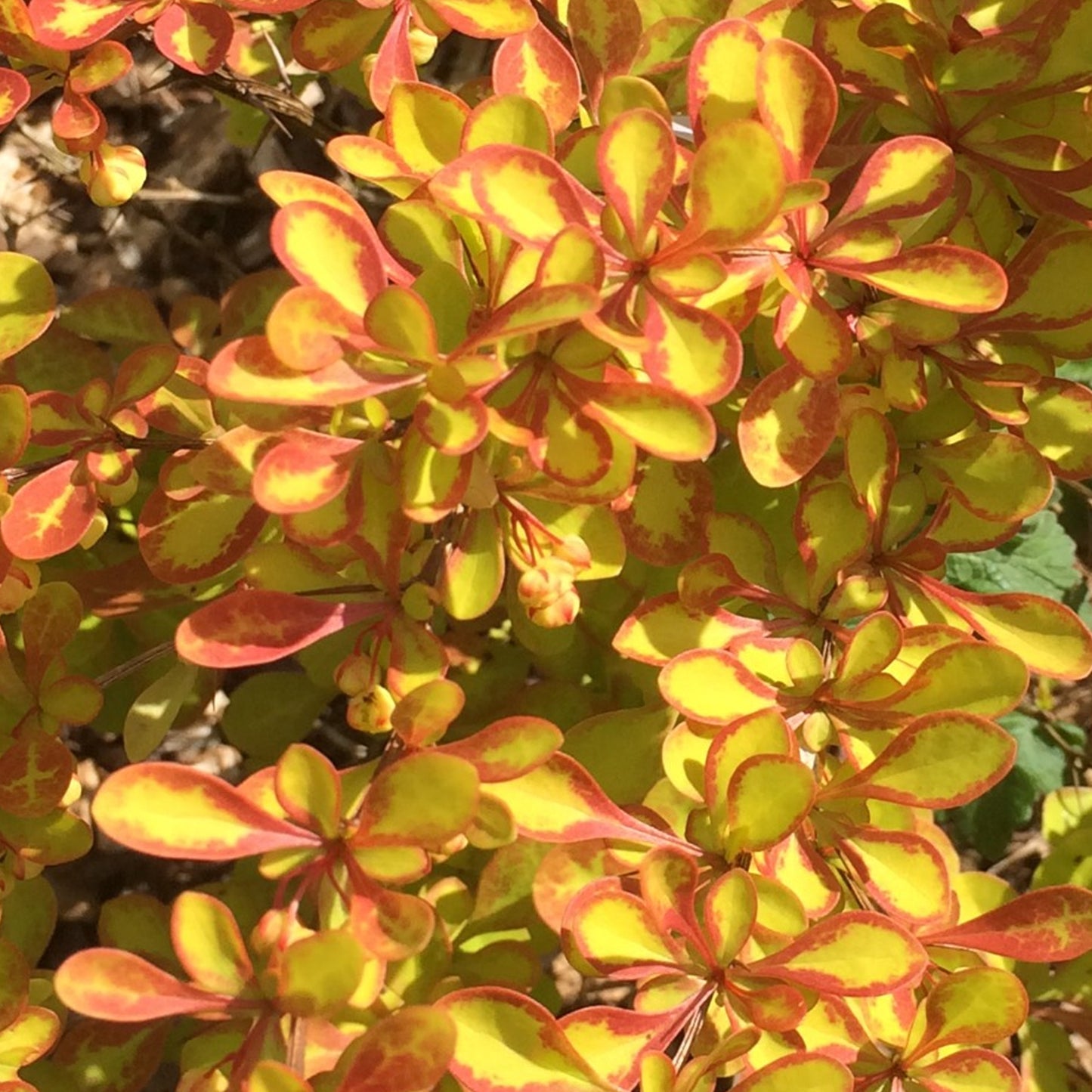 Berberis Diabolicum