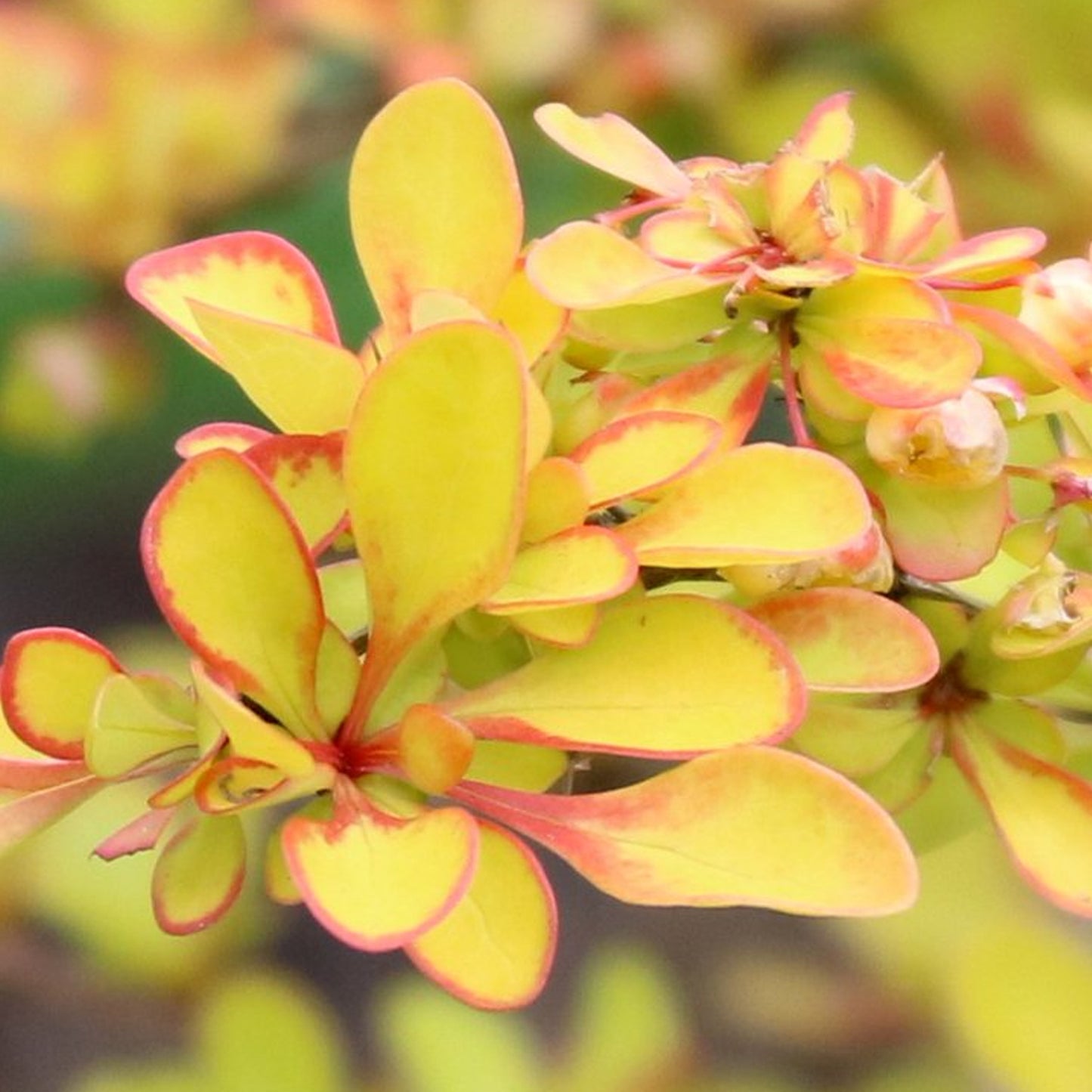 Berberis Diabolicum