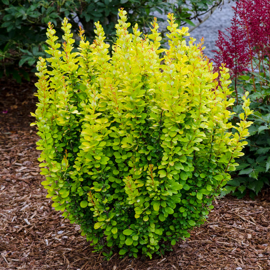 Berberis Golden Rocket