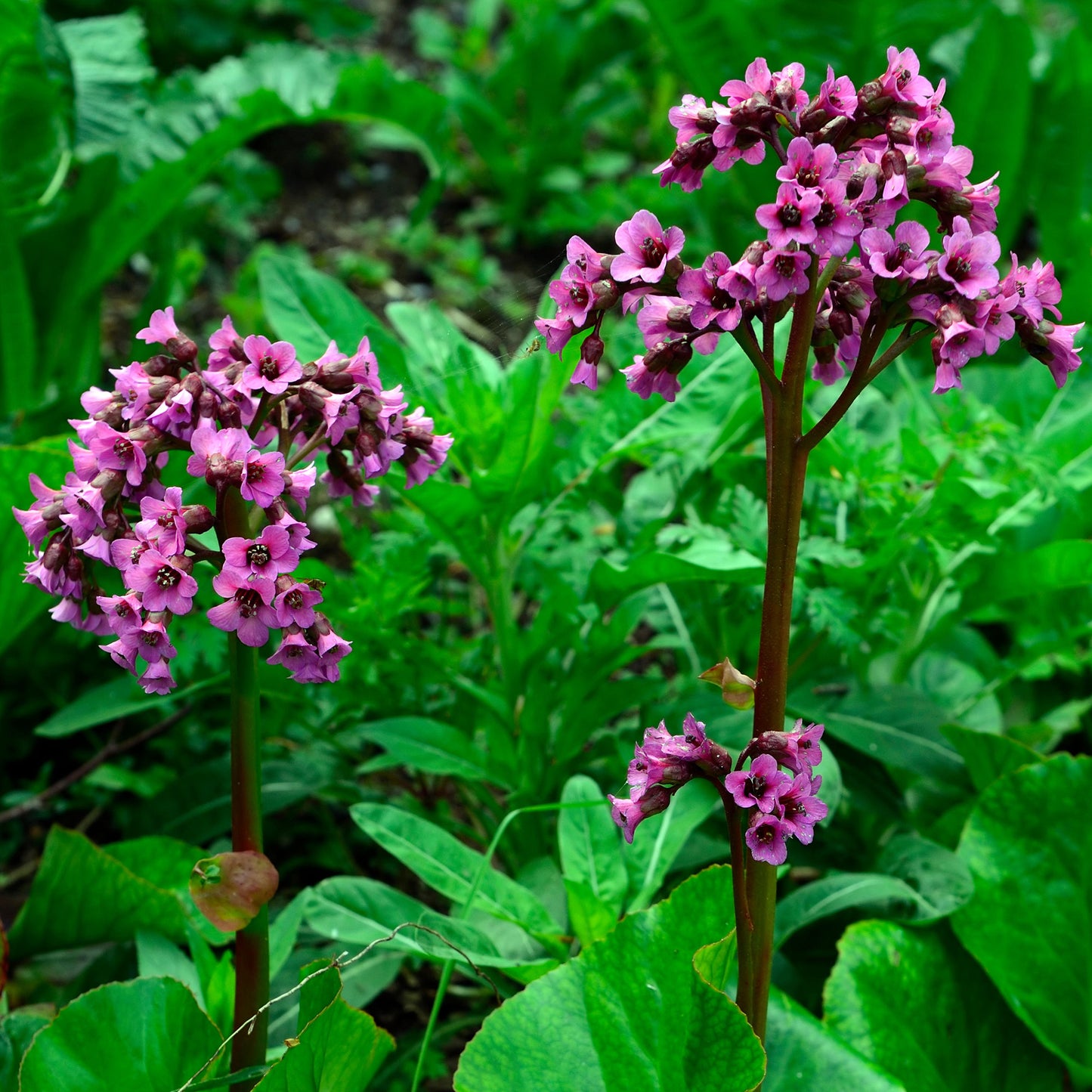 Bergenia Bressingham Ruby