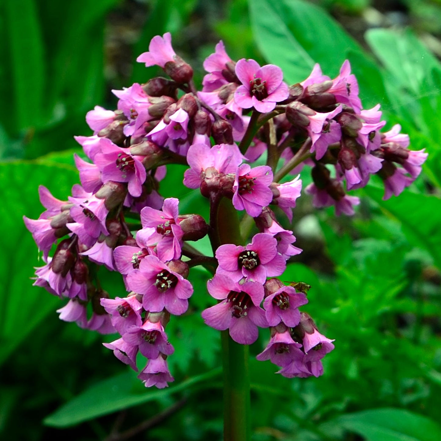 Bergenia Bressingham Ruby