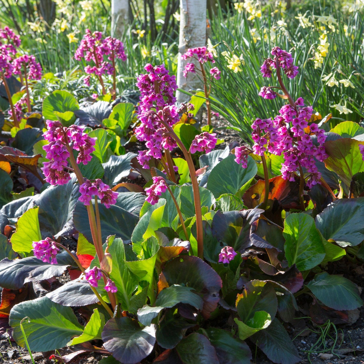 Bergenia Bressingham Ruby