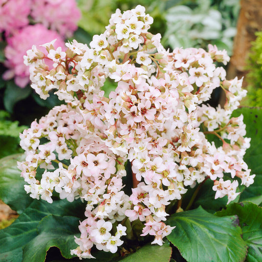 Bergenia Bressingham White