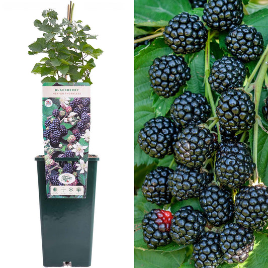 Blackberry Merton Thornless