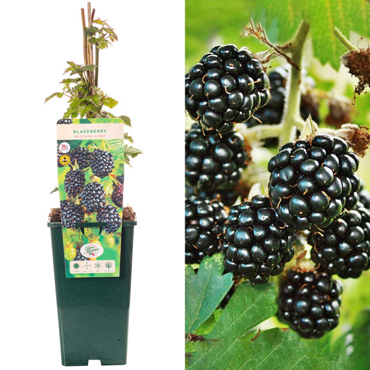 Blackberry Bedford Giant
