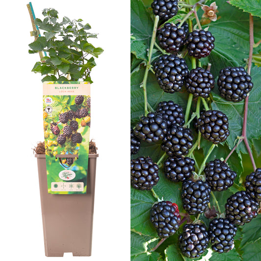 Blackberry Loch Ness