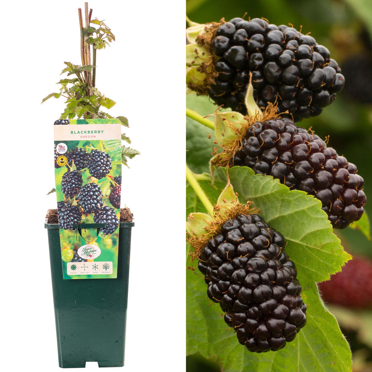 Blackberry Oregon