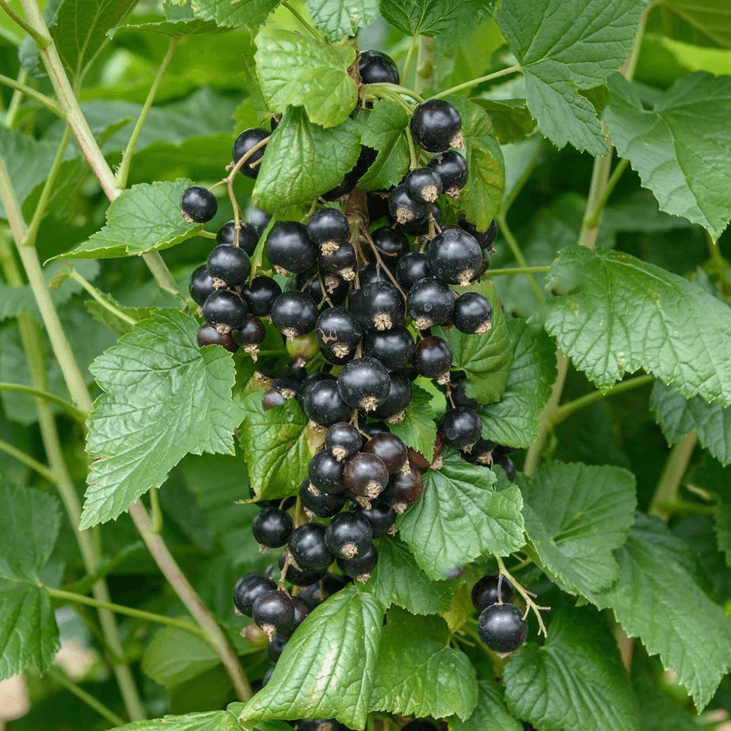 Blackcurrant Ben Sarek