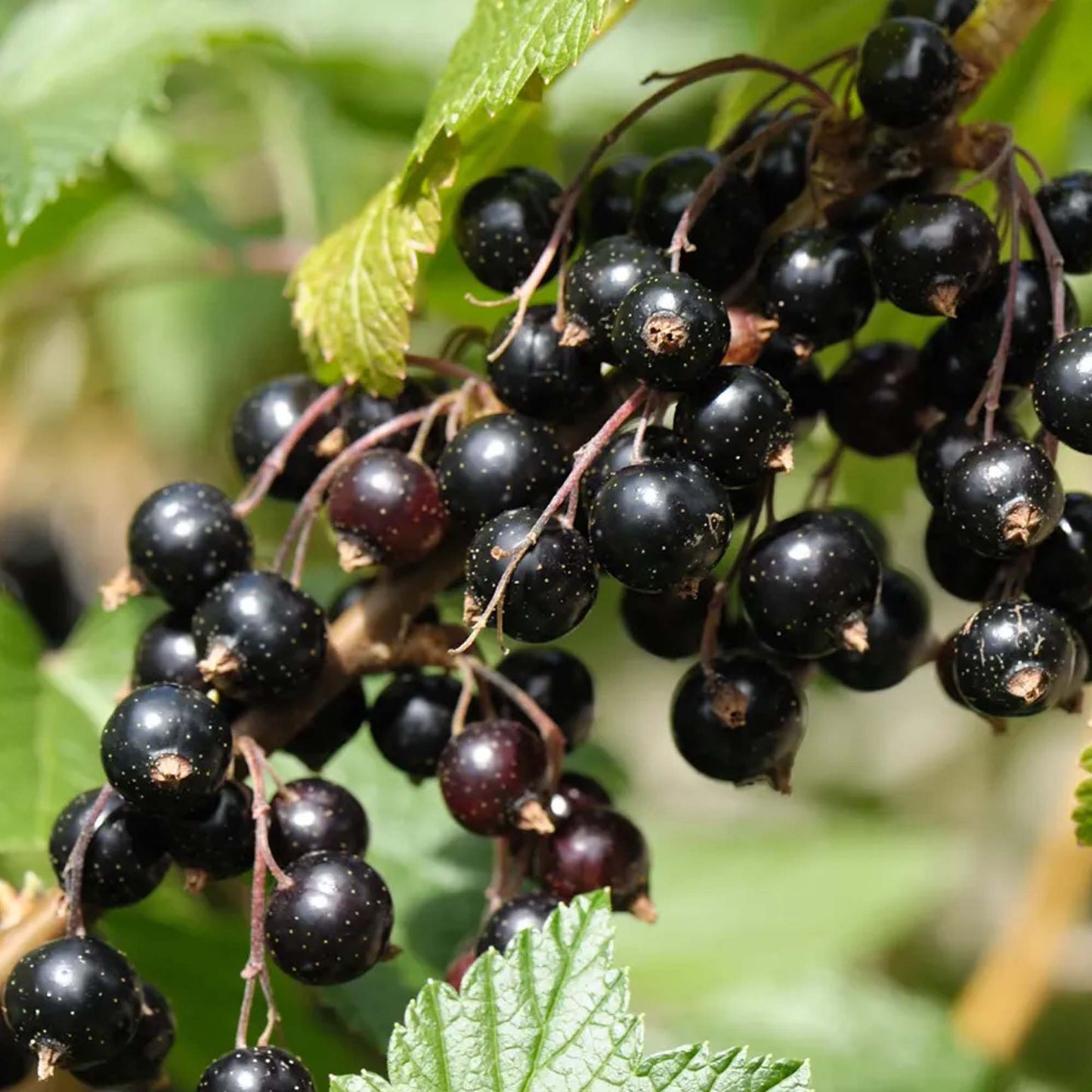 Blackcurrant Ben Sarek