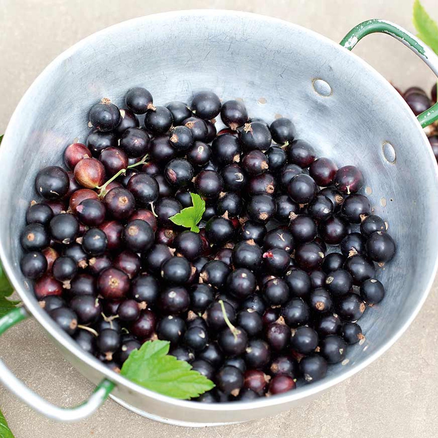 Blackcurrant Ben Alder