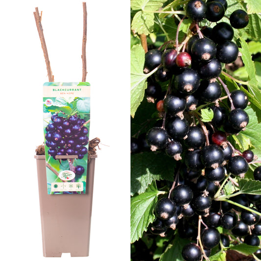 Blackcurrant Ben Hope