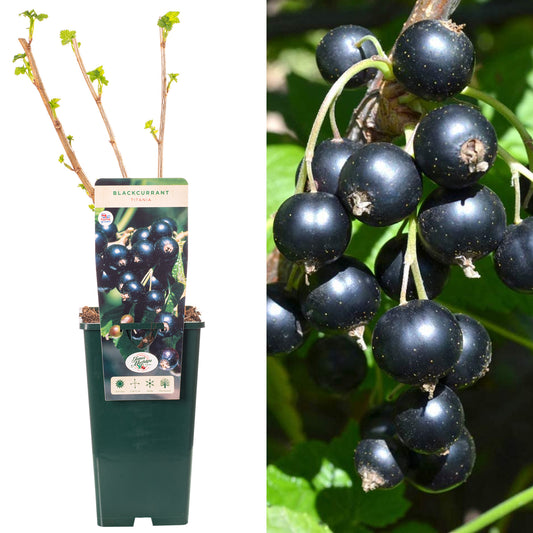 Blackcurrant Ribes Titania
