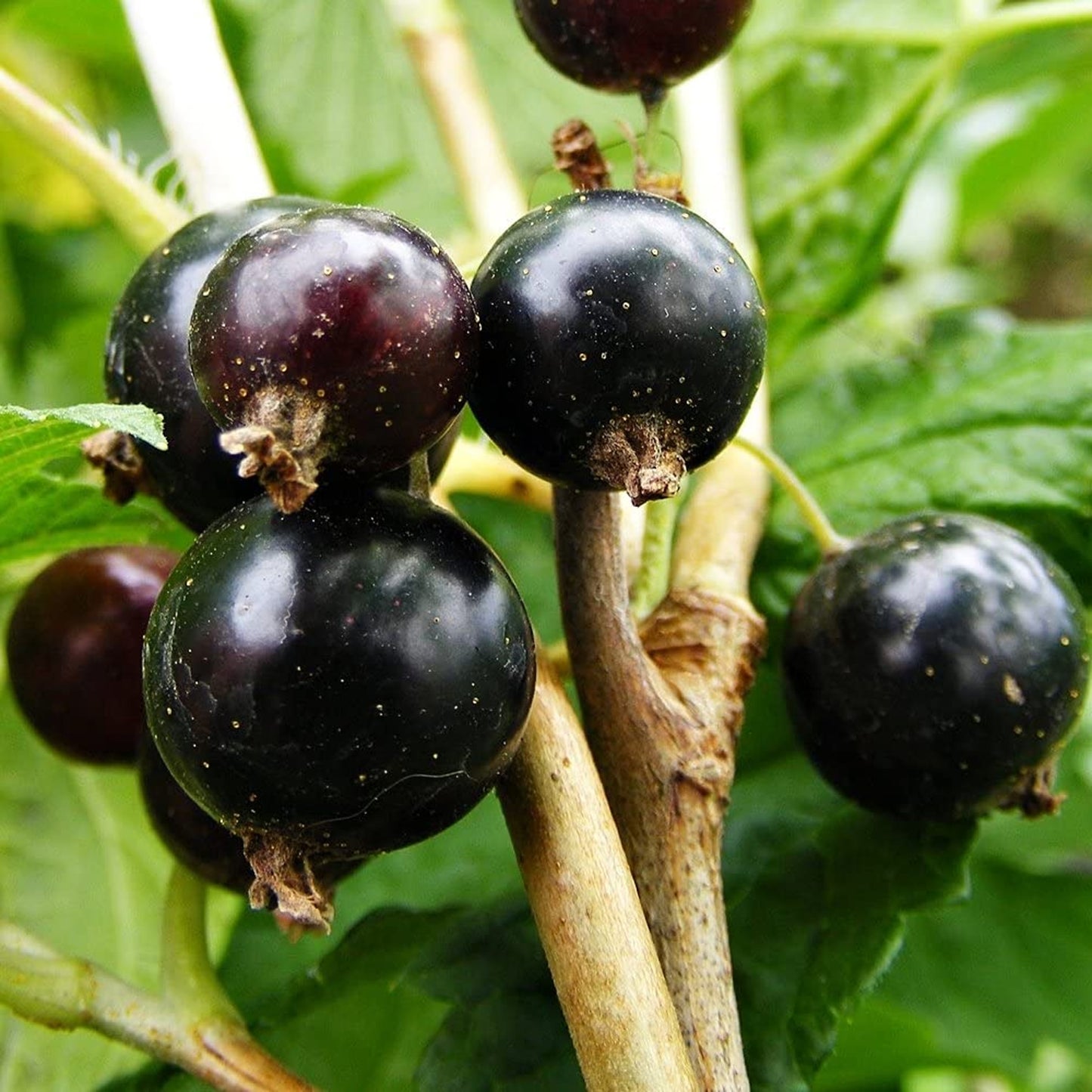 Blackcurrant Ribes Titania