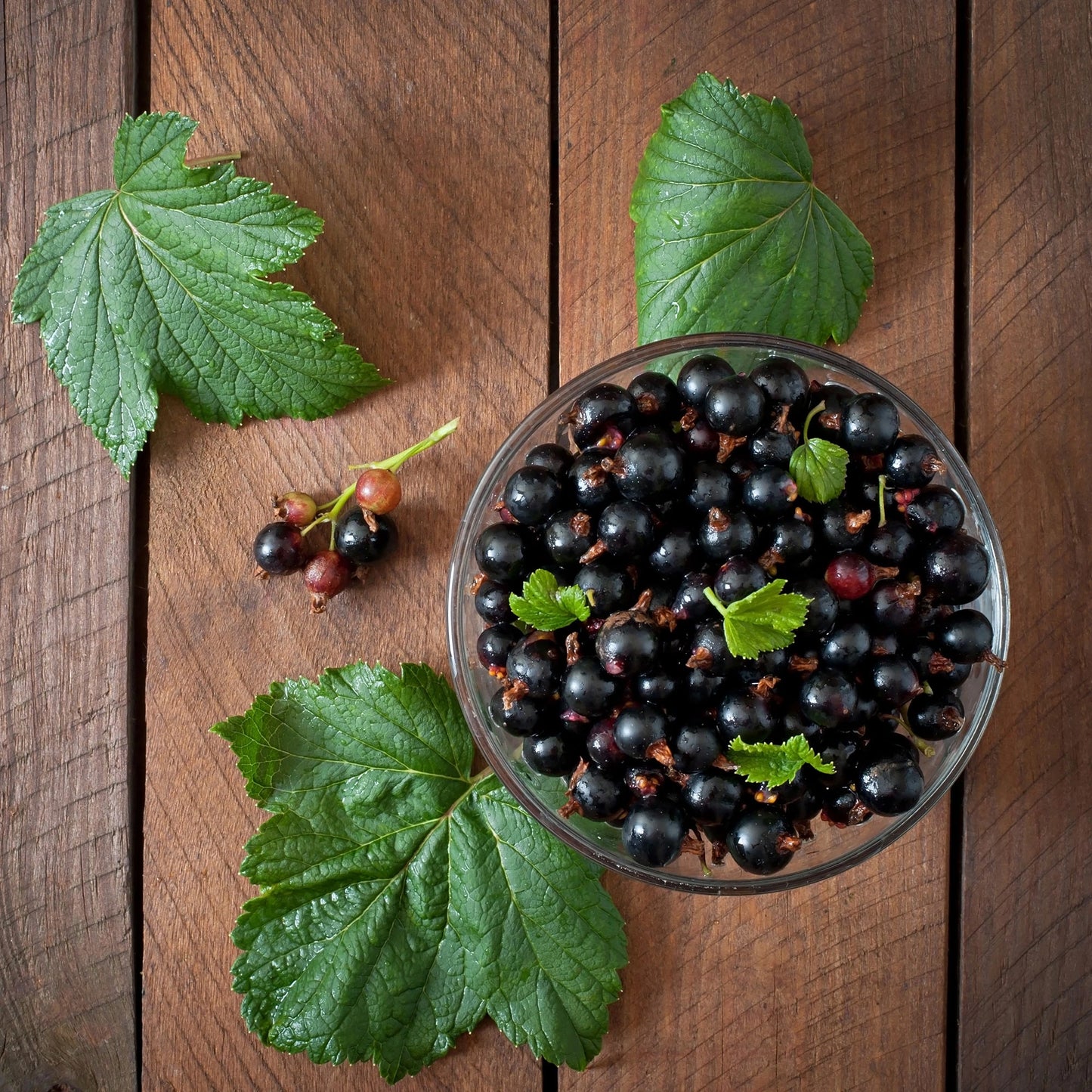 Blackcurrant Ribes Titania