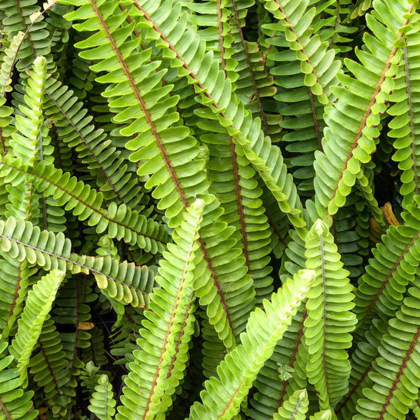 Blechnum Penna-marina