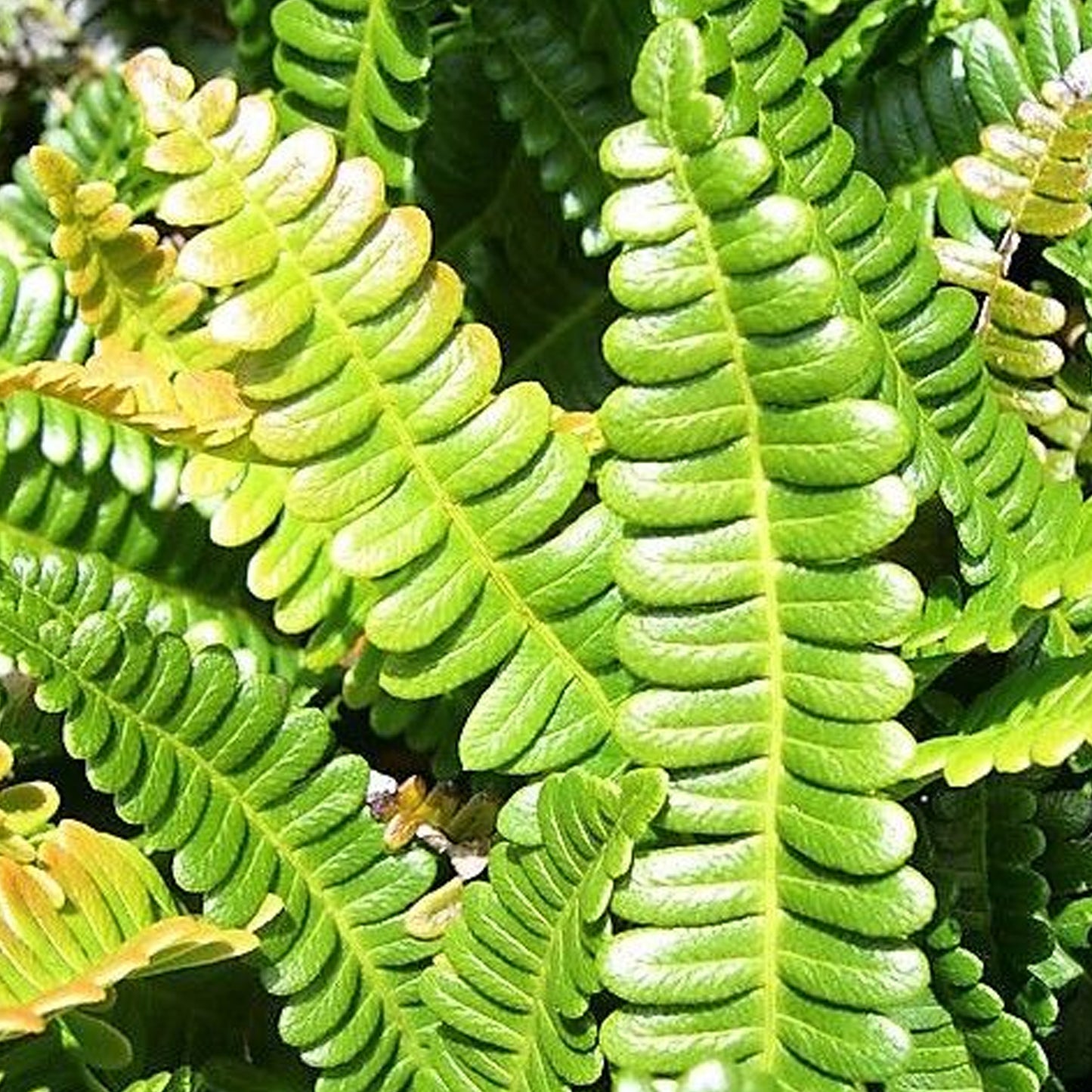 Blechnum Penna-marina