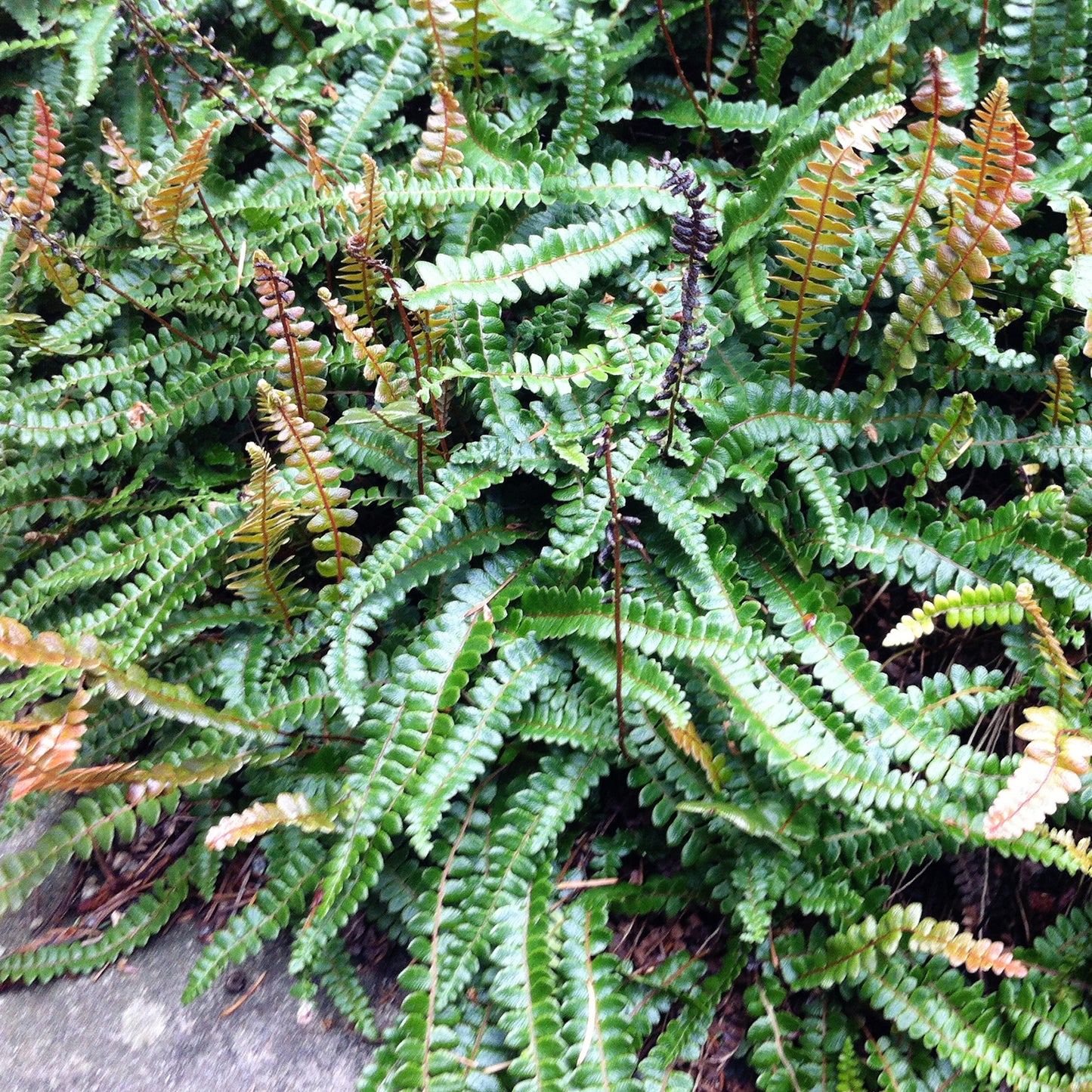 Blechnum Penna-marina