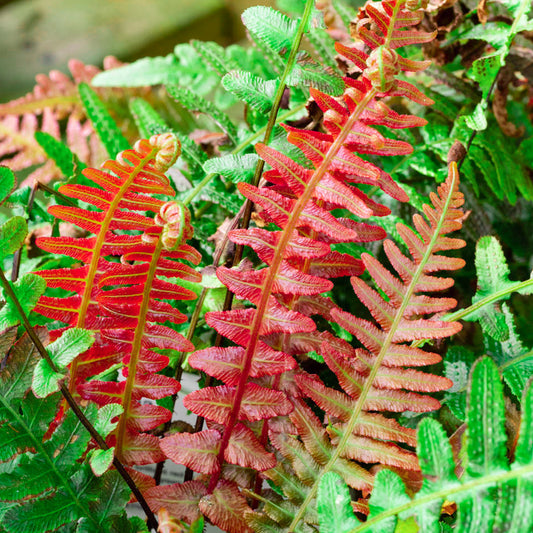 Blechnum Volcano