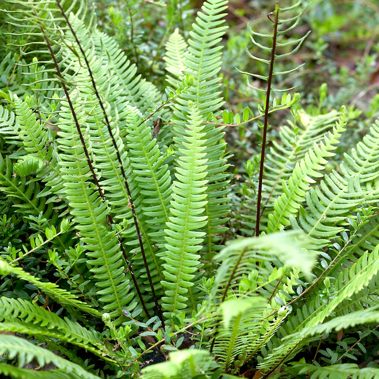 Blechnum Spicant