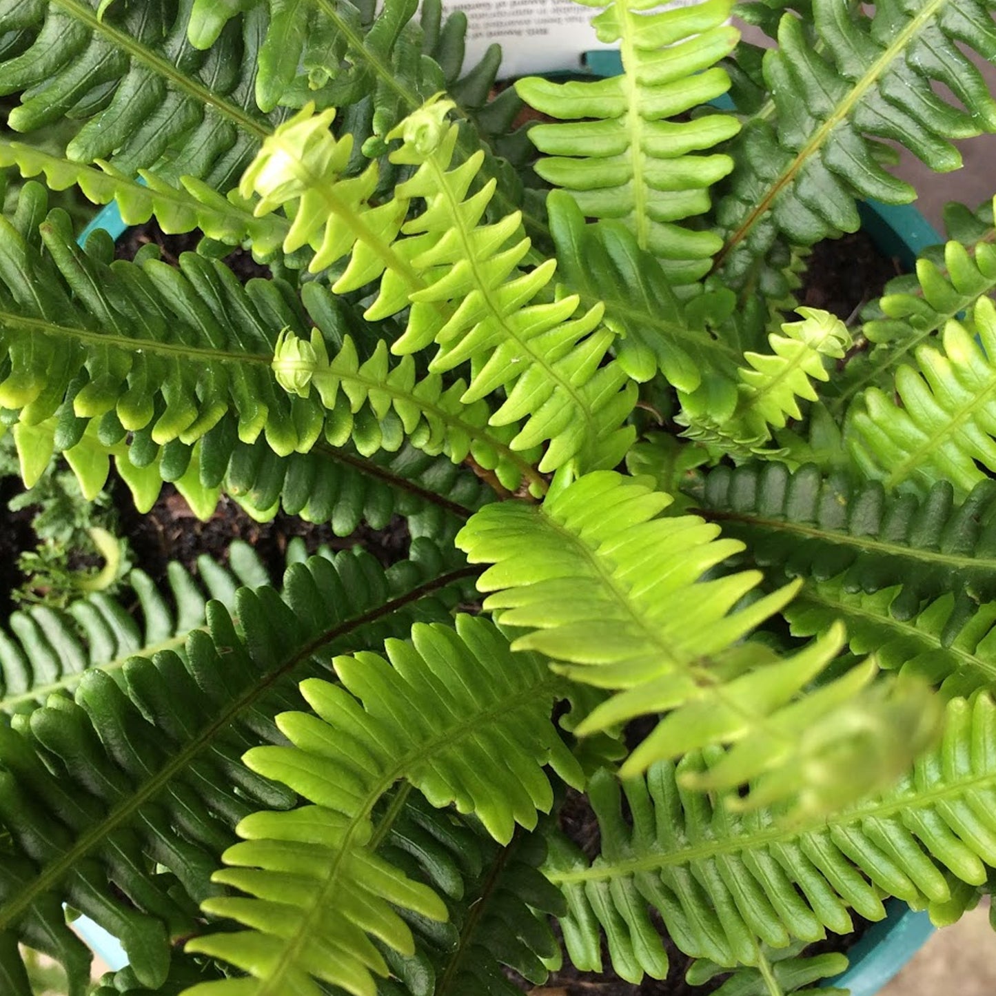 Blechnum Spicant