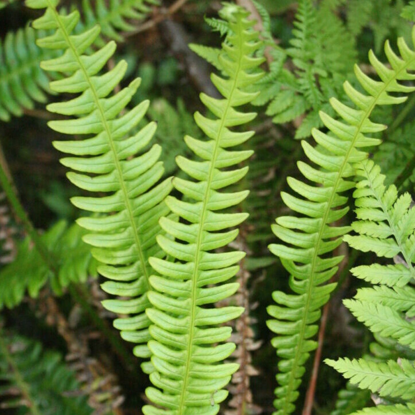 Blechnum Spicant