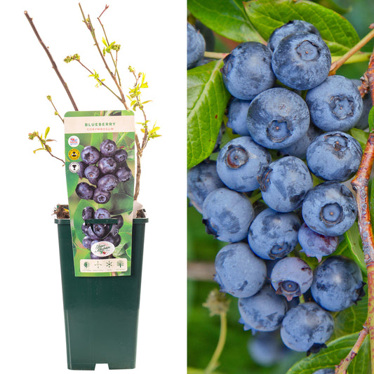 Blueberry Corymbosum
