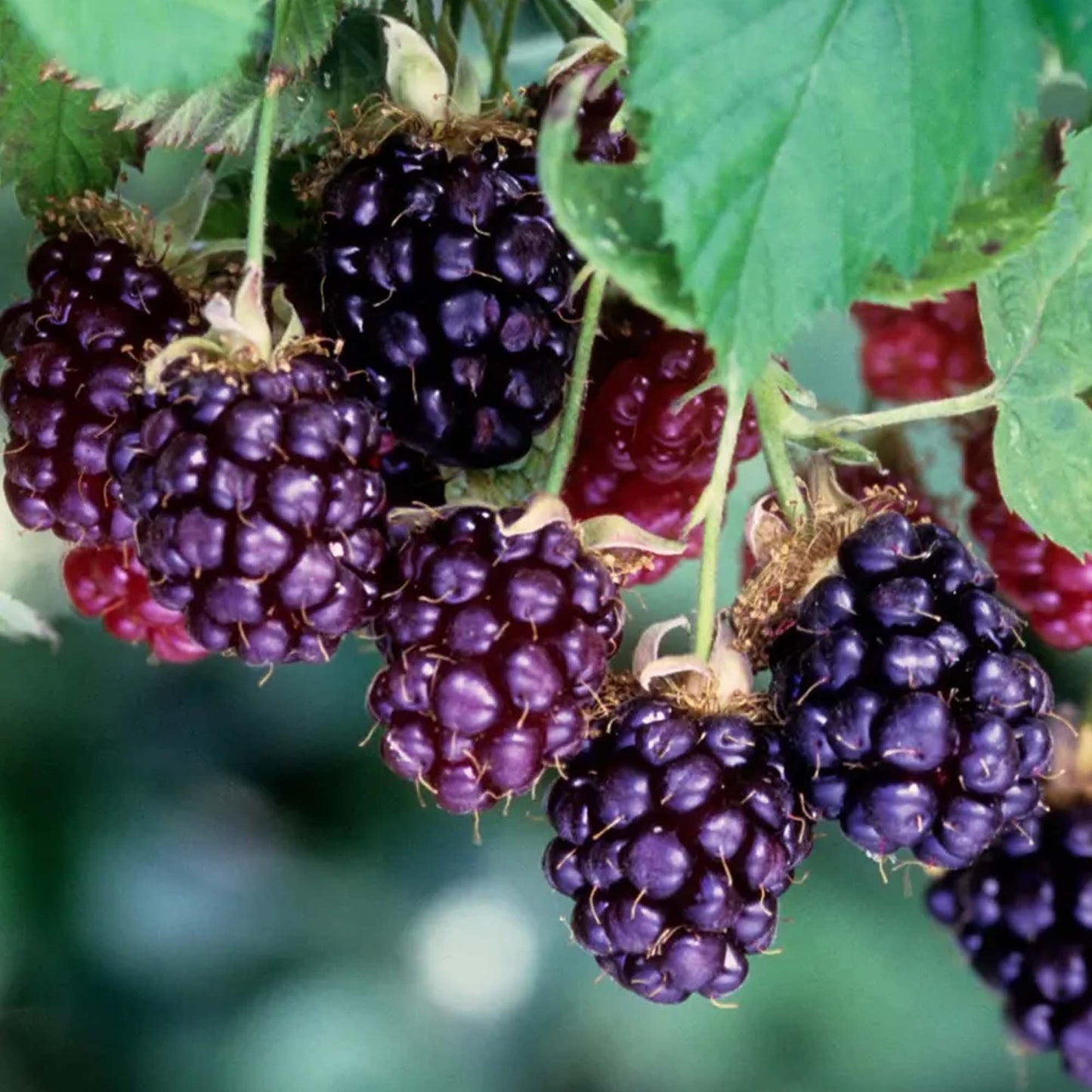 Boysenberry