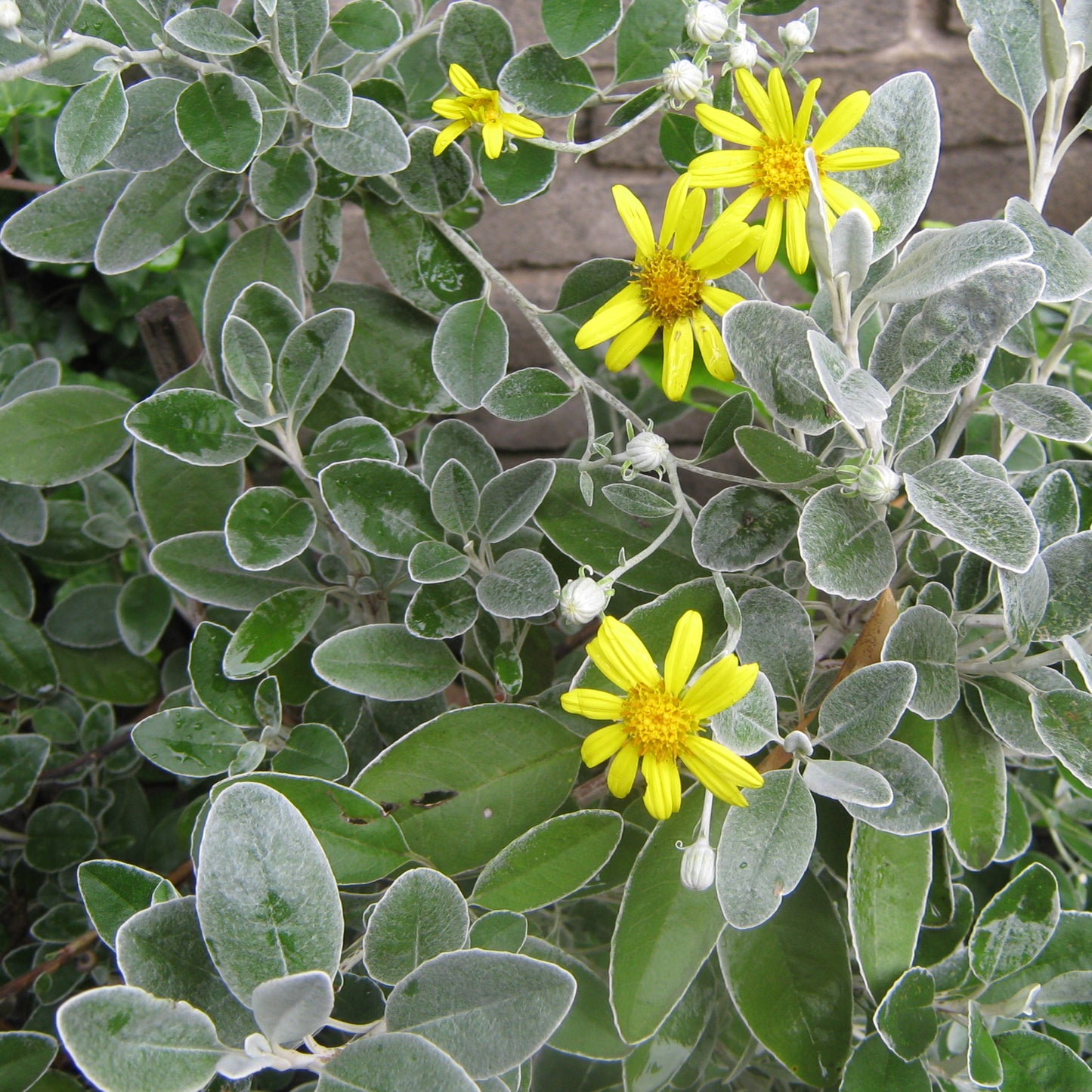Brachyglottis Silver Dormouse