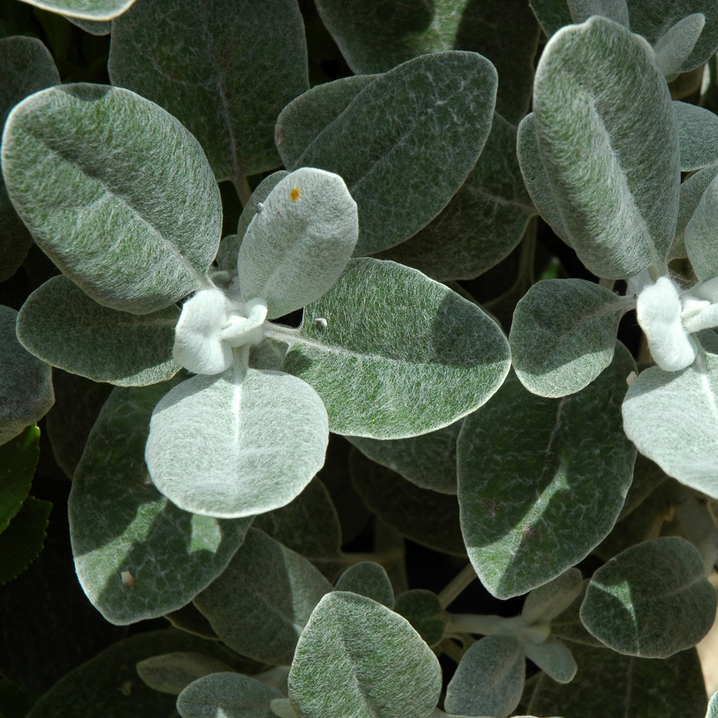 Brachyglottis Silver Dormouse