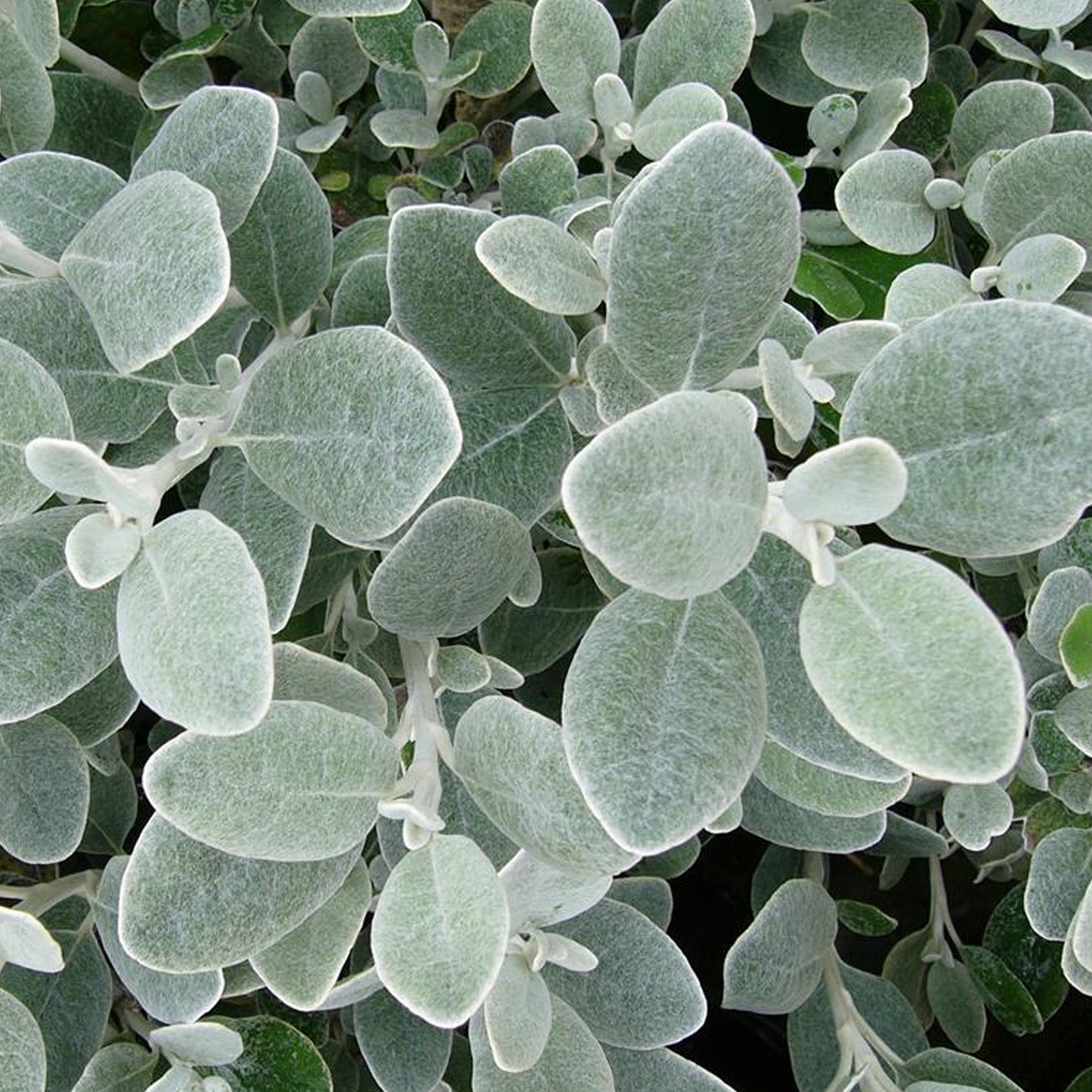 Brachyglottis Silver Dormouse