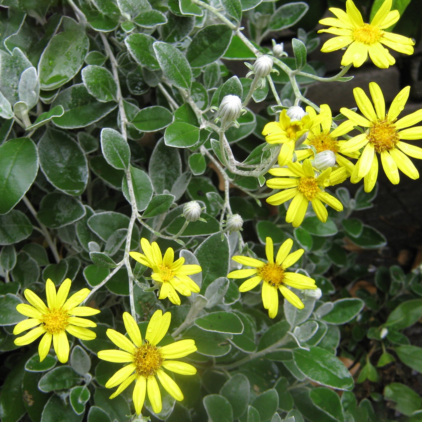 Brachyglottis Silver Dormouse