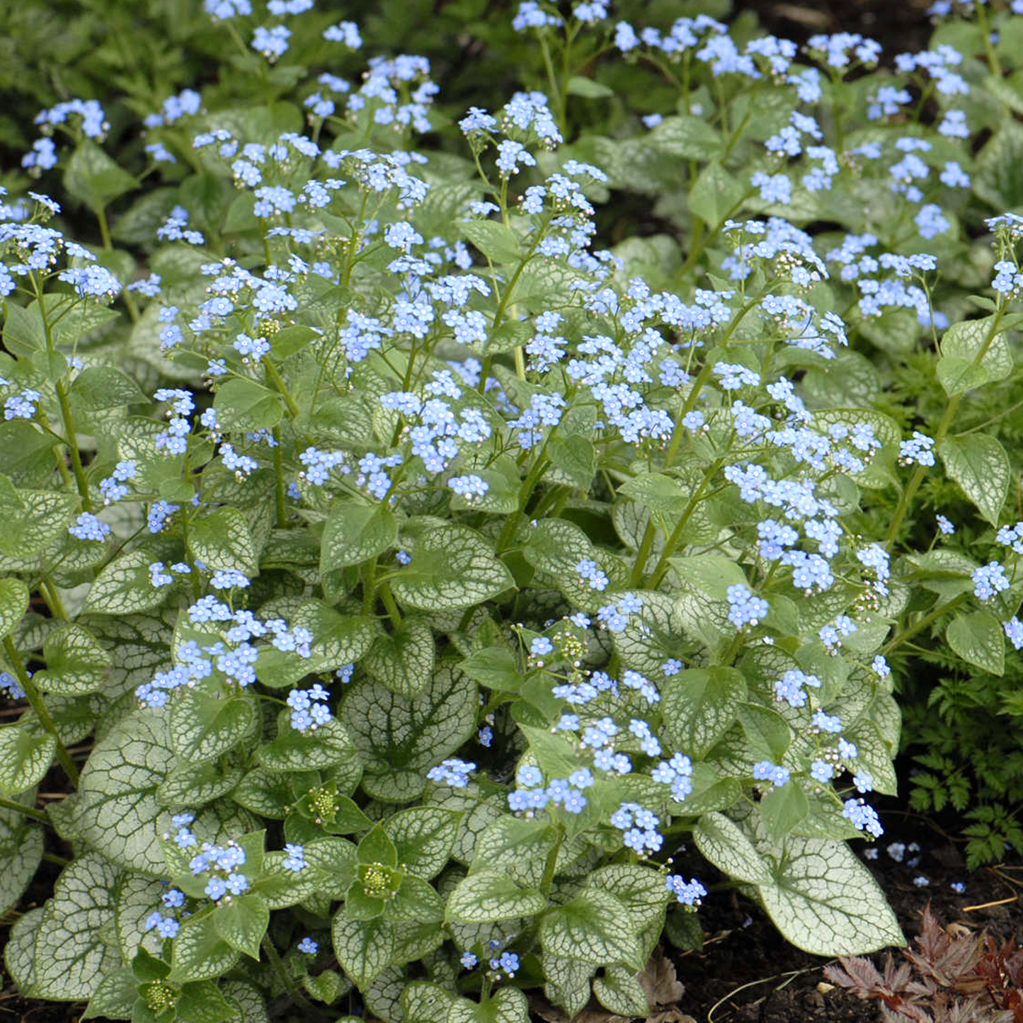 Brunnera Jack Frost