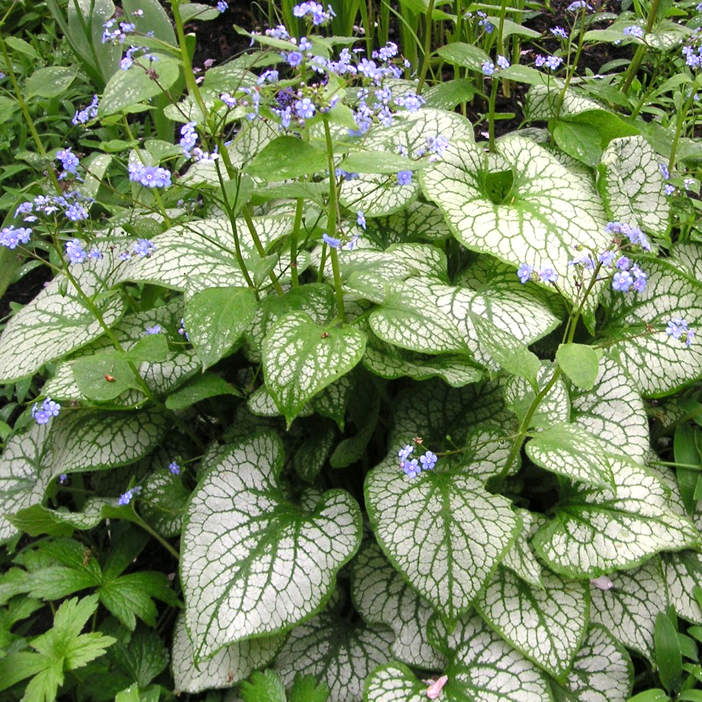 Brunnera Jack Frost