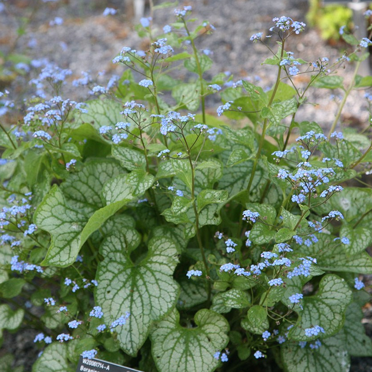 Brunnera Jack Frost