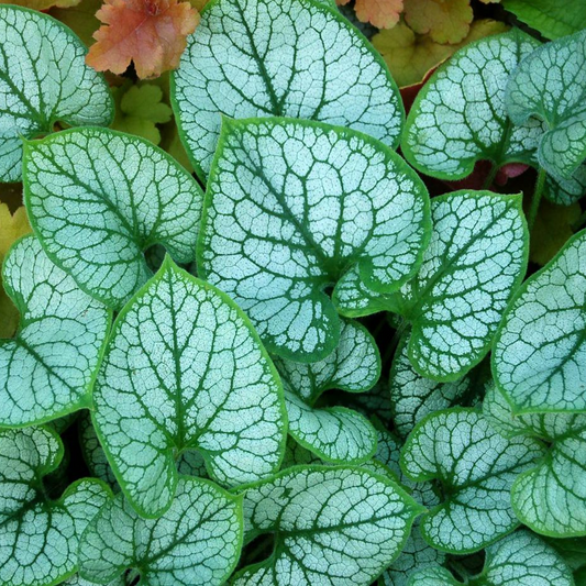 Brunnera Jack Frost