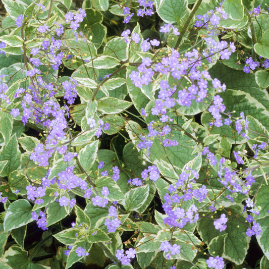 Brunnera Hadspen Cream