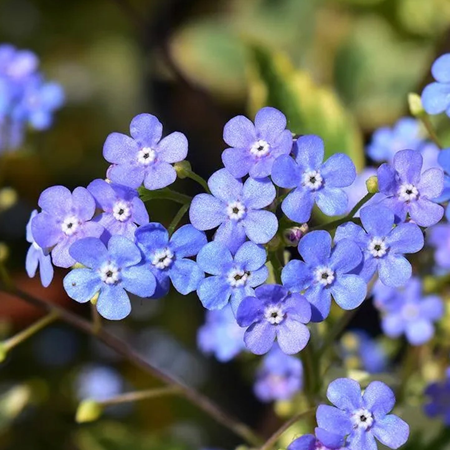Brunnera Hadspen Cream