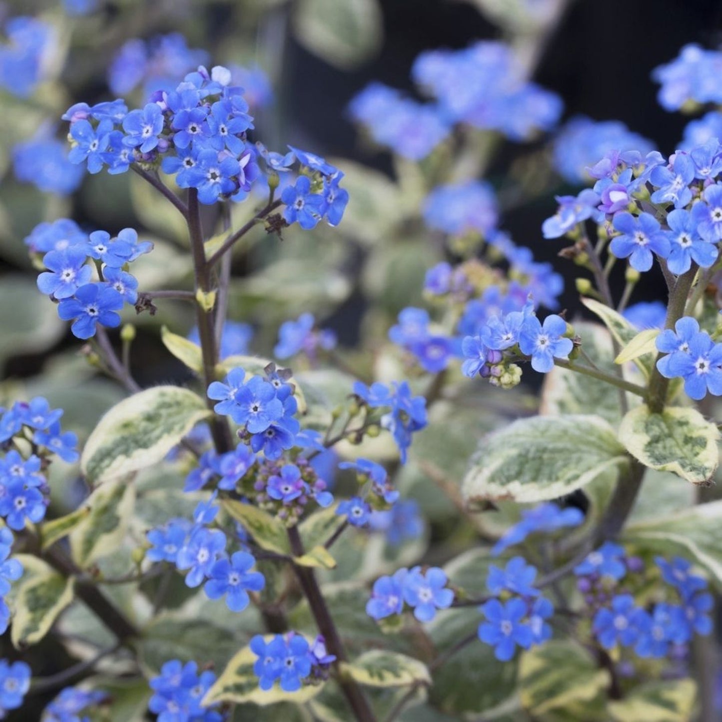 Brunnera Hadspen Cream